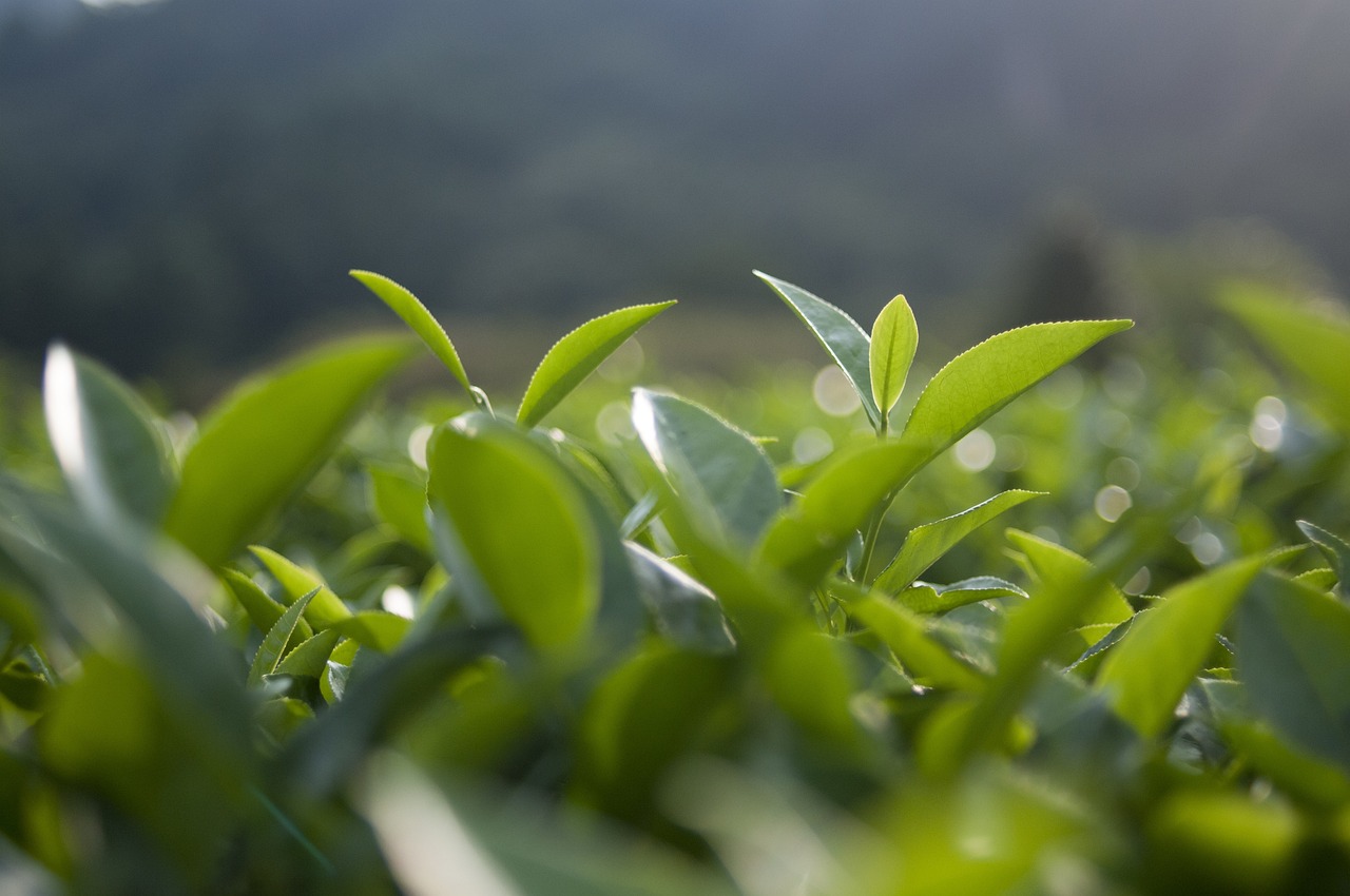 中国十大名茶最新排名及独特魅力概述