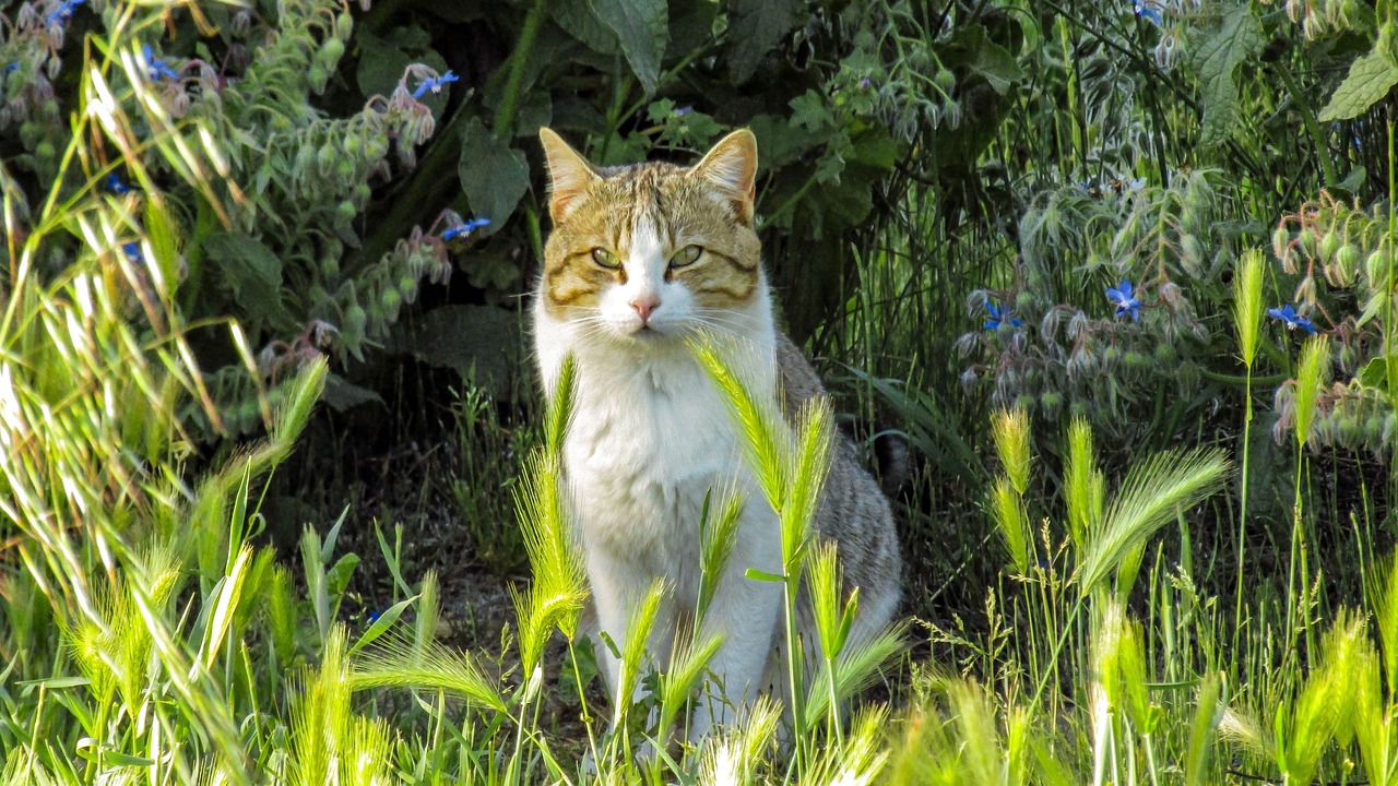 探索猫的世界，最新猫咪网址畅享无限乐趣