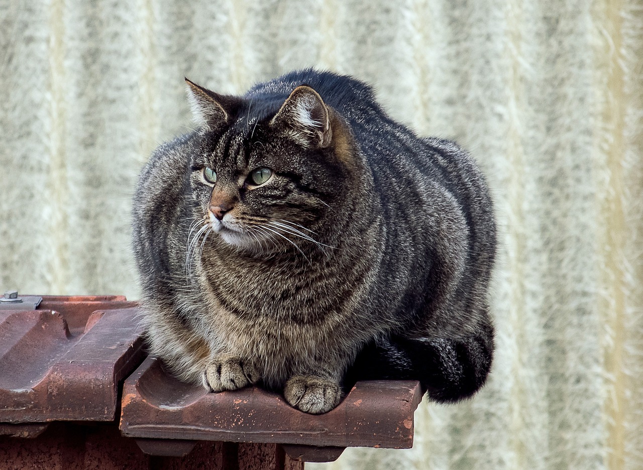 一站式猫咪乐园，探索最新猫咪网站资讯